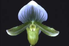 Paph. Hsinying Majakun